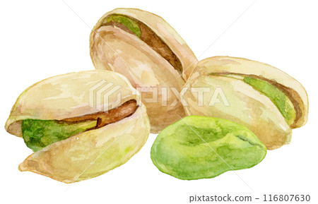 Pistachio watercolor illustration 116807630