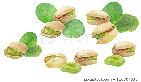 各種開心果插圖水彩插圖集 116807633