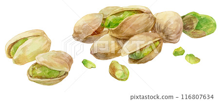 許多分散的開心果水彩插圖 116807634
