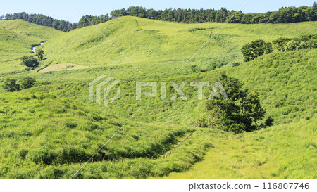 拍攝風景,風車矗立在蔚藍的天空下的草地上 拍攝風景,風車矗立在蔚藍的天空下的草地上 116807746