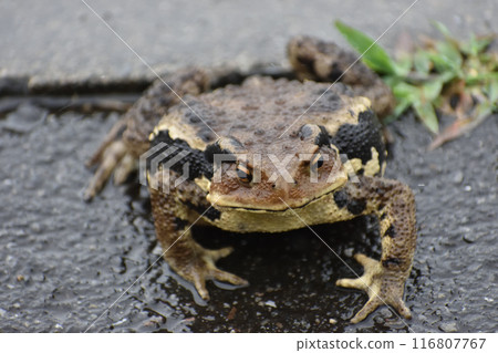 日本蟾蜍·日本青蛙 116807767