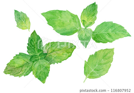 Japanese peppermint watercolor illustration 116807952