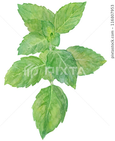 Japanese peppermint watercolor illustration 116807953