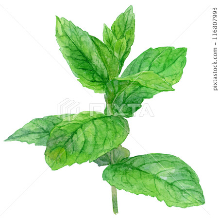 薄荷畫水彩 116807993