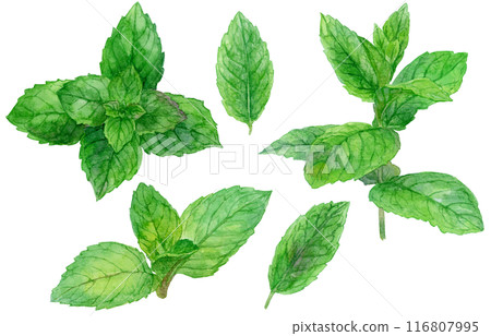 Mint (peppermint) watercolor illustration set 116807995