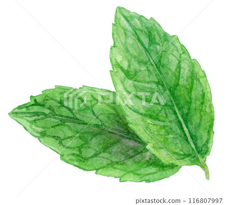 Mint (peppermint) leaves watercolor illustration 116807997