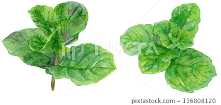 Mojito mint watercolor illustration 116808120