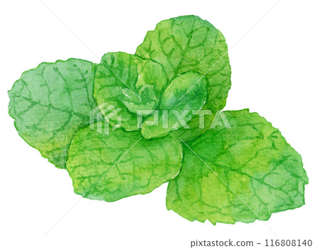 Mint illustration painted by watercolor 116808140