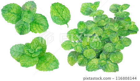 Watercolor mint leaves illustration set 116808144