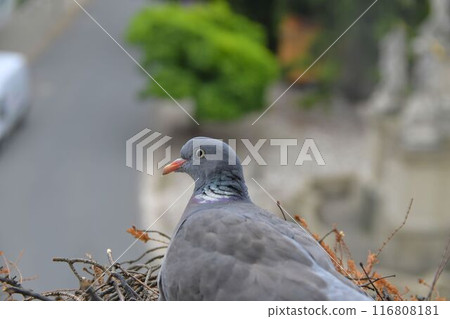 Dove in a nest in a flower box outside the window. Dove sits in a nest outside a window. Pigeons in the town Dove in a nest in a flower box outside the window. Dove sits in a nest outside a window. Pigeons in the town 116808181