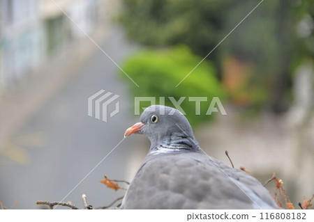 A pigeon in a nest in a flower box outside the window. Dove sits in a nest outside a window. Pigeons in the town. Life of pigeons in the city A pigeon in a nest in a flower box outside the window. Dove sits in a nest outside a window. Pigeons in the town. Life of pigeons in the city 116808182