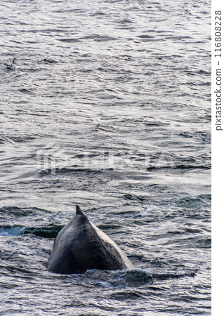 Close-up of the back and dorsal fin of a humpback whale Close-up of the back and dorsal fin of a humpback whale 116808228