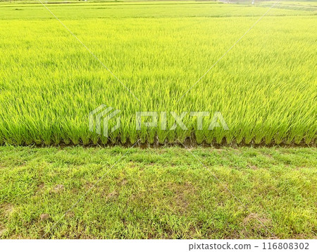 Scenery with rice field Scenery with rice field 116808302