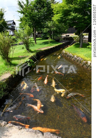 [Koi carp at Kanayama Ozeki Park (certified as one of the 100 best waterways in Japan) in Kanayama Town] 116808307