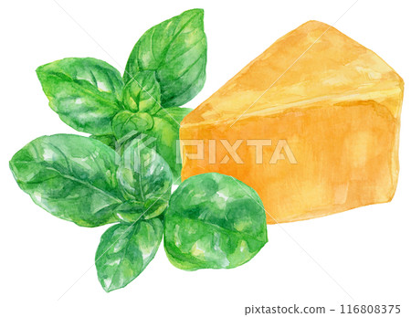 Basil leaves and cheese watercolor illustration Basil leaves and cheese watercolor illustration 116808375