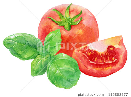 Tomatoes and basil leaves watercolor illustration Tomatoes and basil leaves watercolor illustration 116808377