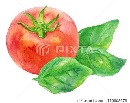Basil leaves and tomatoes watercolor illustration Basil leaves and tomatoes watercolor illustration 116808378