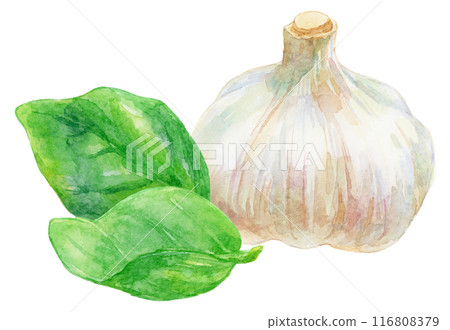 大蒜和羅勒葉水彩插圖 116808379