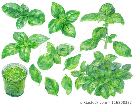 羅勒水彩插圖集 羅勒水彩插圖集 116808382
