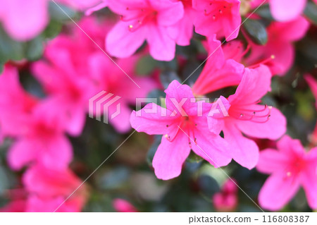 Pink azalea flowers Pink azalea flowers 116808387
