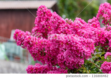 紫薇盛開02 116808462