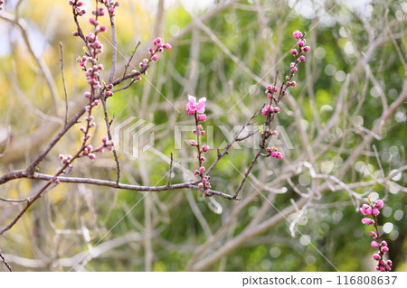 Peach blossoms starting to bloom 116808637