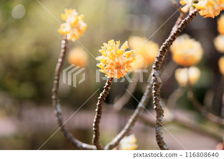 Mitsumata flowers in full bloom 116808640