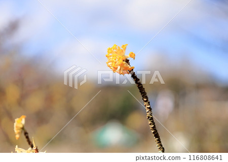 Mitsumata flowers in full bloom Mitsumata flowers in full bloom 116808641