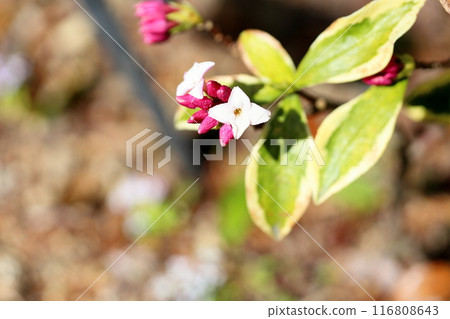 Daphne flower blooms 116808643