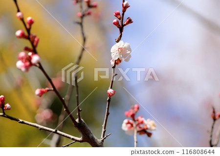 Apricot flowers starting to bloom - Gosuke Don 116808644