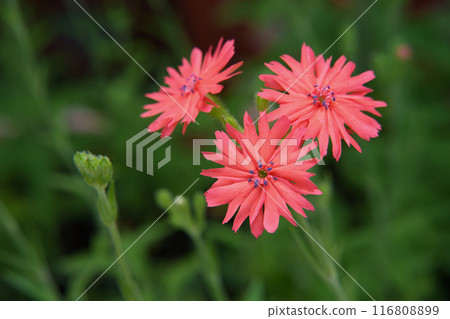 Senno flowers Senno flowers 116808899