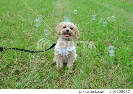 肥皂泡和狗 116808927