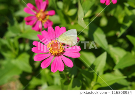 Butterfly on pink zinnia flower in the garden. Butterfly on pink zinnia flower in the garden. 116808984