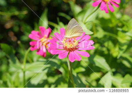 Butterfly on pink zinnia flower in the garden. Butterfly on pink zinnia flower in the garden. 116808985