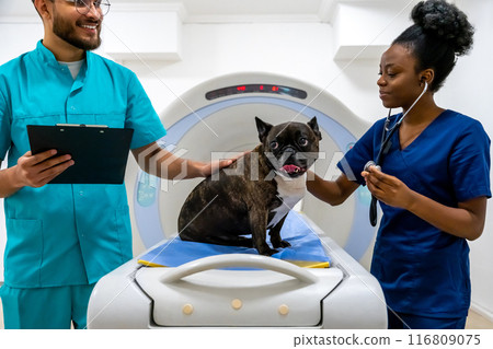 Two veterinarians working with a dog in the clinic and examining it Two veterinarians working with a dog in the clinic and examining it 116809075