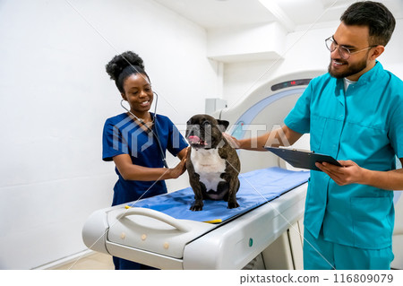 Two veterinarians working with a dog in the clinic and examining it 116809079