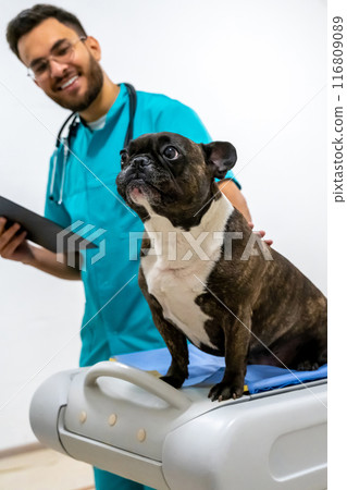 Smiling male veterinarian examining a scared dog in the doctor office 116809089