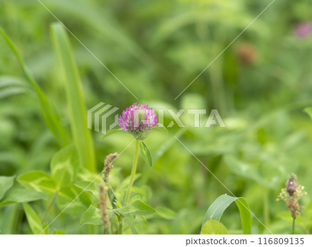 Purple clover blooming on the river bank Purple clover blooming on the river bank 116809135