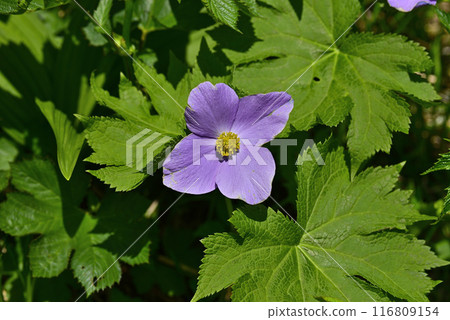 Akita Komagatake Shirane Aoi Akita Komagatake Shirane Aoi 116809154