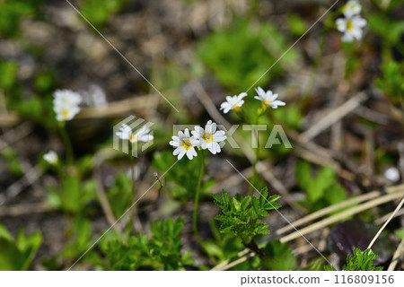 Akita Komagatake Cherry Blossoms 116809156