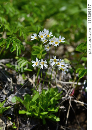 Akita Komagatake Cherry Blossoms Akita Komagatake Cherry Blossoms 116809157