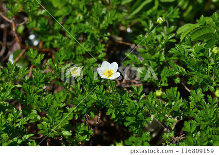 Akita Komagatake Aleutiana 01 116809159