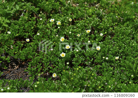 Akita Komagatake Acanthurus colony 01 Akita Komagatake Acanthurus colony 01 116809160