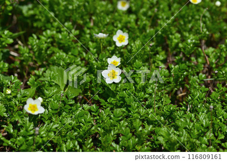 Akita Komagatake Aleutiana 02 Akita Komagatake Aleutiana 02 116809161