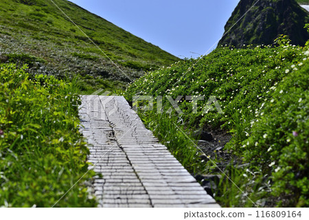 秋田駒岳木道01 116809164