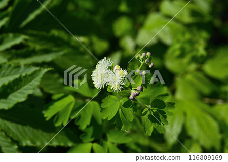 秋田駒岳 深山落葉松 01 116809169