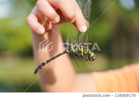 A child holds a dragonfly A child holds a dragonfly 116809170