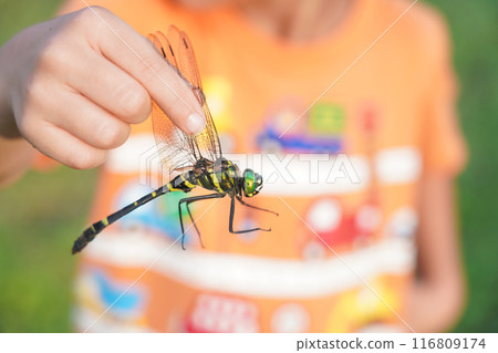 A boy holds a dragonfly 116809174