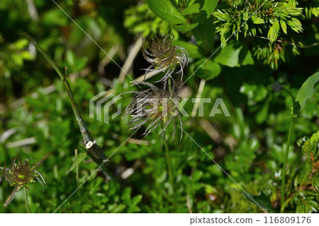 Akita Komagatake Aleutiana 04 116809176