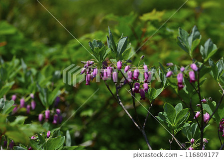 Akita Komagatake Akita Komagatake 116809177